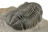 Detailed Morocops Trilobite Fossil - Morocco #204240-3